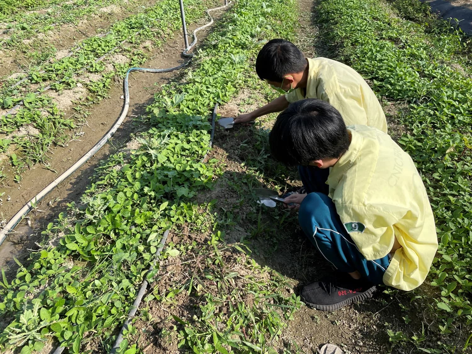 兩名學童蹲在菜畦旁,用手鏟整理土壤與幼苗