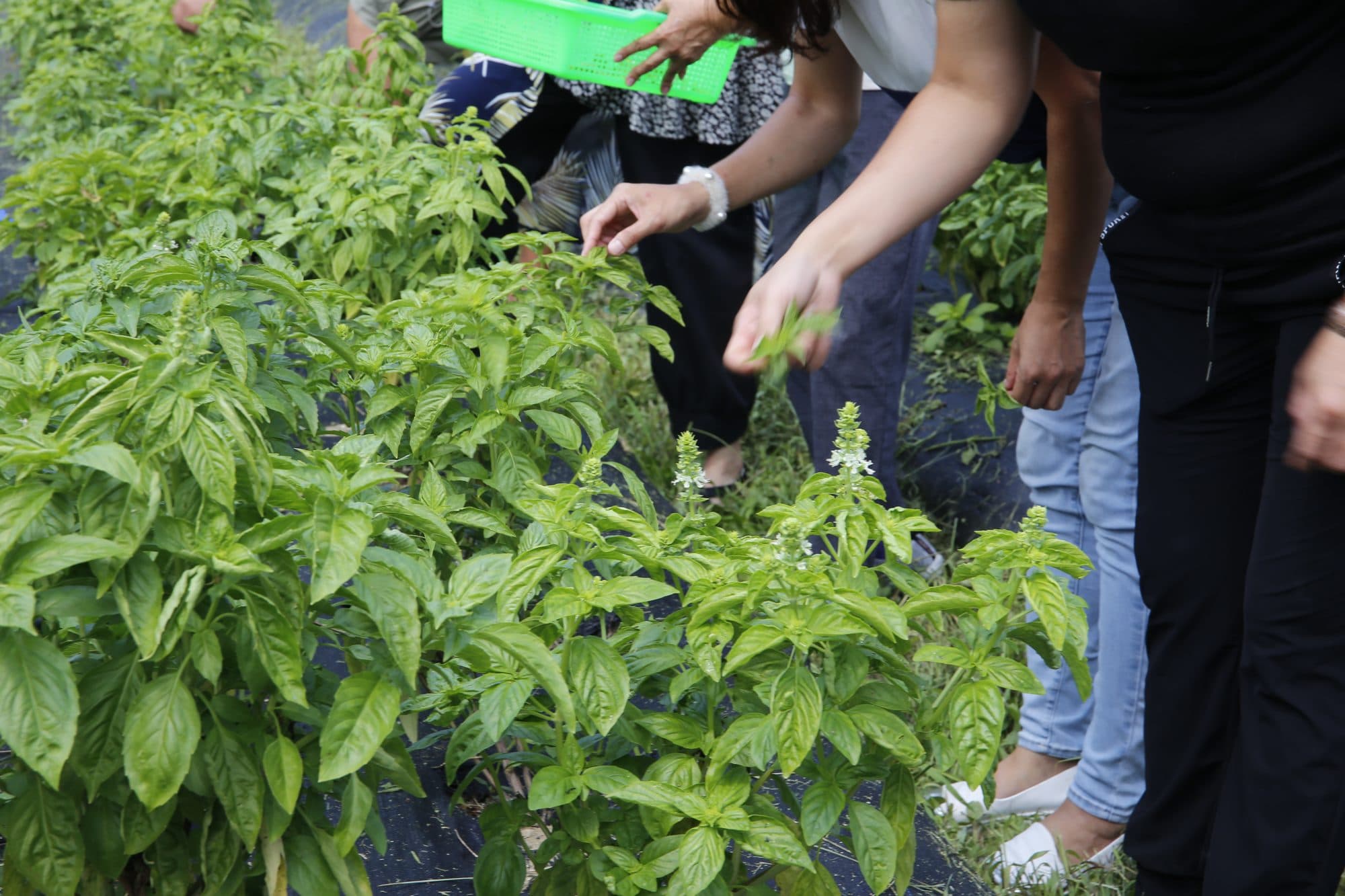 參訪者伸手採摘甜羅勒嫩葉,一旁提著綠色採收籃